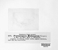 Peronospora alsinearum image
